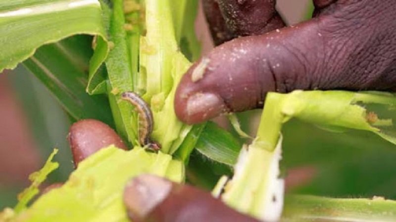 සැලකිලිමත්ව බඩඉරිඟු වැවුවොත් ‘සේනා’ පරාදයි!