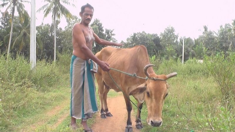 ‘ලංකාවේ කිරිගව පාලනය ගැන’ සුපිරි හෙළිදරව්වක්