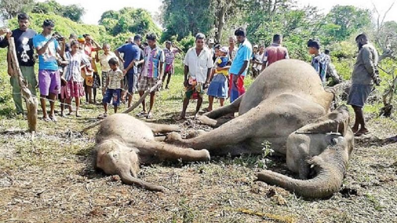 ලංකාවේ අලි – මිනිස් ගැටුම ගැන අලුත්ම හෙළිදරව්ව