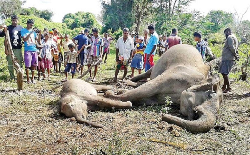 ලංකාවේ අලි – මිනිස් ගැටුම ගැන අලුත්ම හෙළිදරව්ව