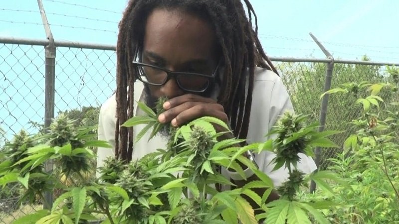 ලංකාවේ කොල්ලේ මානසික ලෙඩ්ඩු වුණේ ගංජා සහ ඉන්ටර්නෙට් නිසාද ?