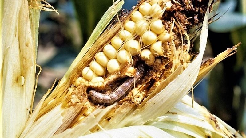 ‘සේනා පාලනය’ ගැන අලුත් විදිහට සිතමුද ?