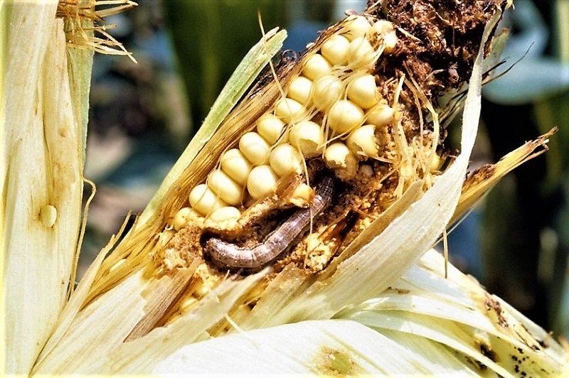 ‘සේනා පාලනය’ ගැන අලුත් විදිහට සිතමුද ?