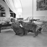 ඇමෙරිකානු ජනපතිවරුන්ගේ ‘බලු සුරතලුන් ගැන සුපිරි කතා