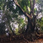 Crudia zeylanica ගස ‘වෙනත් තැනකට රැගෙන ගියොත් කුමක් වෙයිද ?