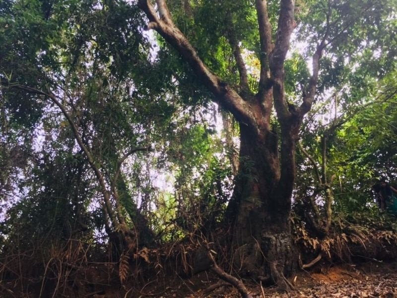 Crudia zeylanica ගස ‘වෙනත් තැනකට රැගෙන ගියොත් කුමක් වෙයිද ?