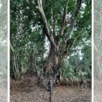 Crudia Zeylanica ශාක සෙවීමට ජනතා සහය පතයි