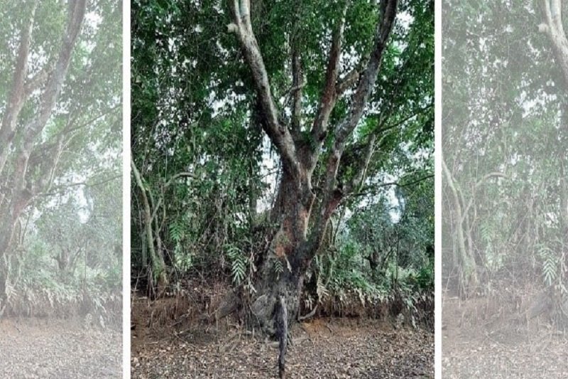 Crudia Zeylanica ශාක සෙවීමට ජනතා සහය පතයි