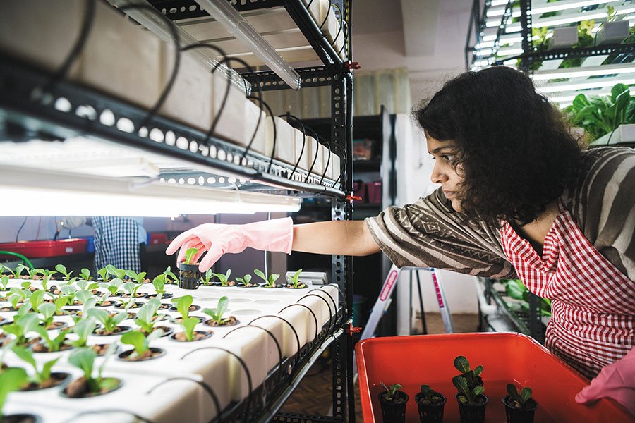 ලංකාව ගෙවතු වගාවට පල්ලම් බසිද්දී ලෝකය පුරා පැතිරෙන නවීන වගාක්‍රම