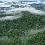 ඇමේසන් ඇතුළු නිවර්තන වැසි වනාන්තර බිහි වූ සුපිරි රහස හෙළි වෙයි !