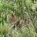 මද්දකට හසුවී බේරාගත් කොටියා මිය යයි