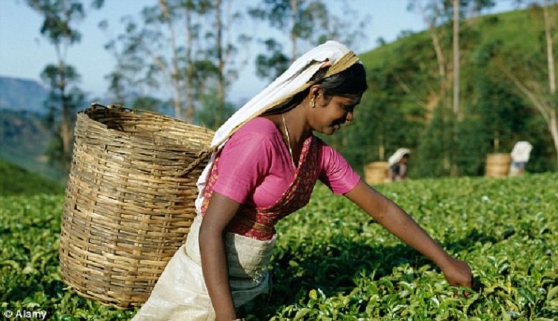 පොහොර නැති නිසා නිෂ්පාදන තත්වය බාලයි – උඩරට තේ විනාශයි