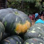 එළවළු මිල අහස උසට යන්නේ ඇයි ? සුපිරි හෙළිදරව්ව