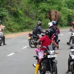 කණු කසළ සොයා ආ දැවැන්තයින් නිසා දඹුල්ල – මහියංගනය පාරේ දැඩි අවදානමක් !