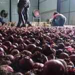 දඹුල්ලෙන් මාට්ටු වුණ කුණු ළුැණු ජාවාරමේ අලුත්ම කතාව