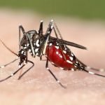 ‘පරිස්සමෙන් ! මැලේරියාව ආයෙත් එන්න පුළුවන්’