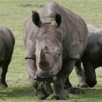 වසර 80,000කට පෙර ජීවත් වූ රයිනෝසිරස් රංචුවකගේ පොසිල ලුණුගල පතලකින් හමුවෙයි