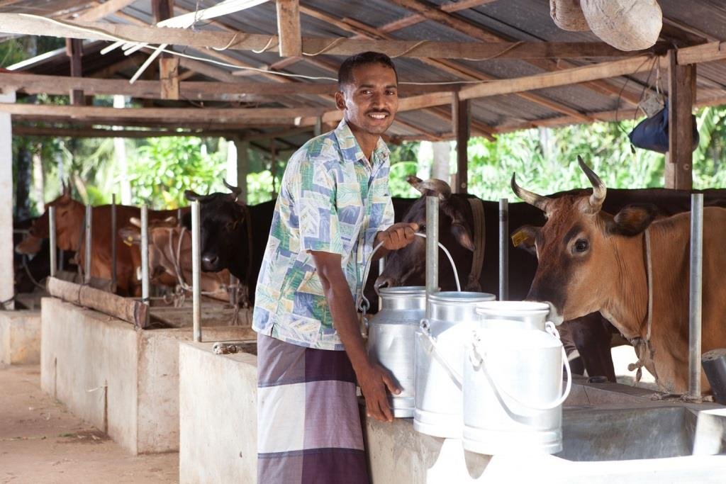 සියලු කිරි ගව ගොවිපොළ ලියාපදිංචිය අනිවාර් යය කරයි..!