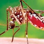 පොදු ස්ථානවල ඩෙංගු අවදානම ගැන අලුත්ම හෙළිදරව්ව