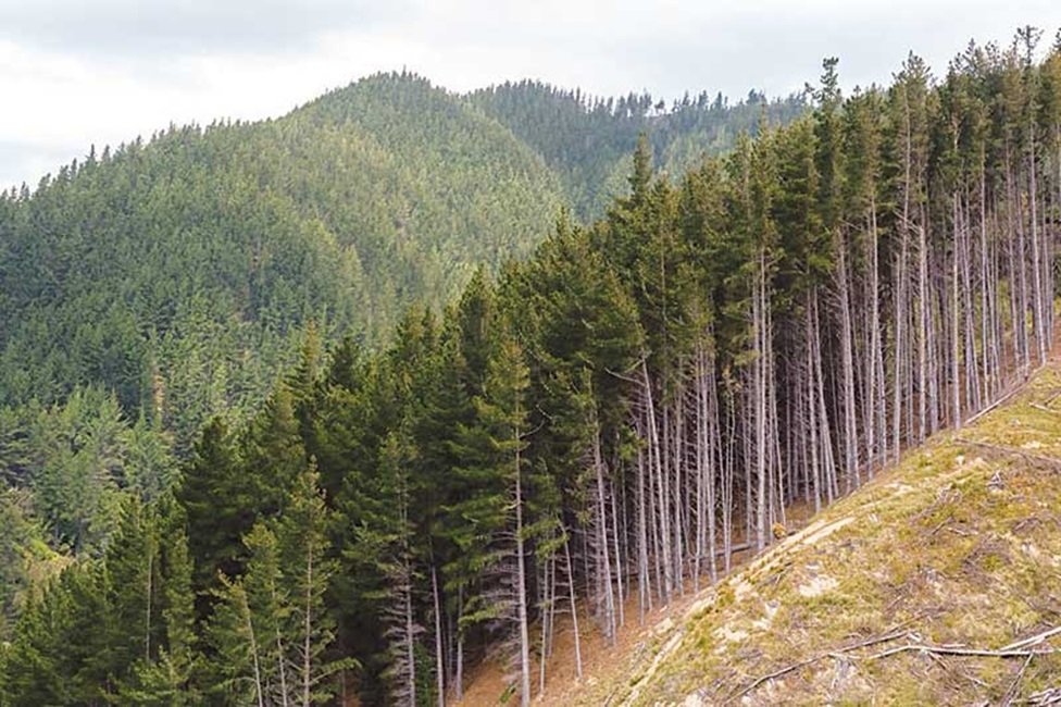 ෆයිනස් ඉවත දැමිය යුතුමද?