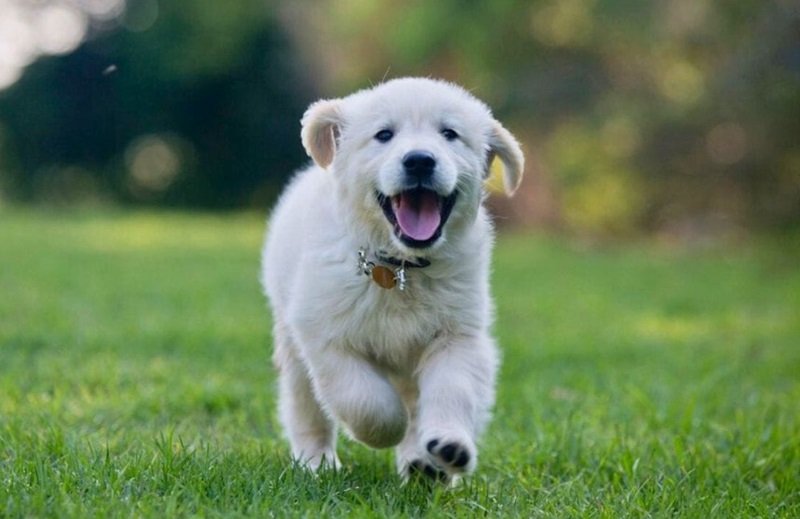 ඔබේ බල්ලා සතුටින් ද ? කියා දැන ගැනීමට විශේෂඥ රහස්