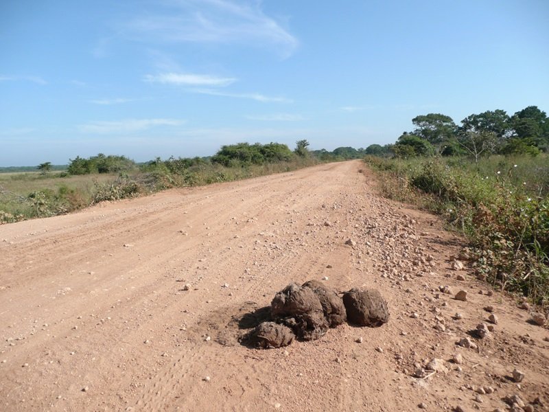 විල්පත්තුව යළි බිහිසුණු අනතුරක – සම්පූර්ණ කතාව මෙන්න !
