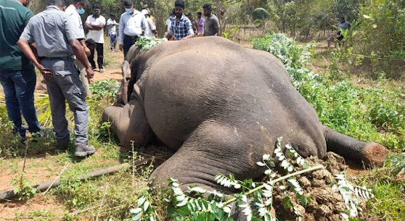 වනඅලි මරණවල දැවැන්ත ඉහළ යාමක් – අලුත්ම දත්ත මෙන්න