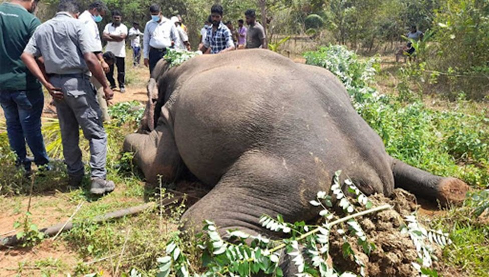 වනඅලි මරණවල දැවැන්ත ඉහළ යාමක් – අලුත්ම දත්ත මෙන්න
