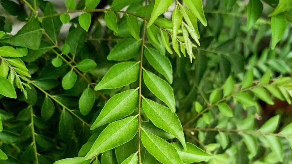 අමු කරපිංචා කොළ හපන එක ඔබේ සමට සහ සෞඛ්‍යයට හිතකරද ?