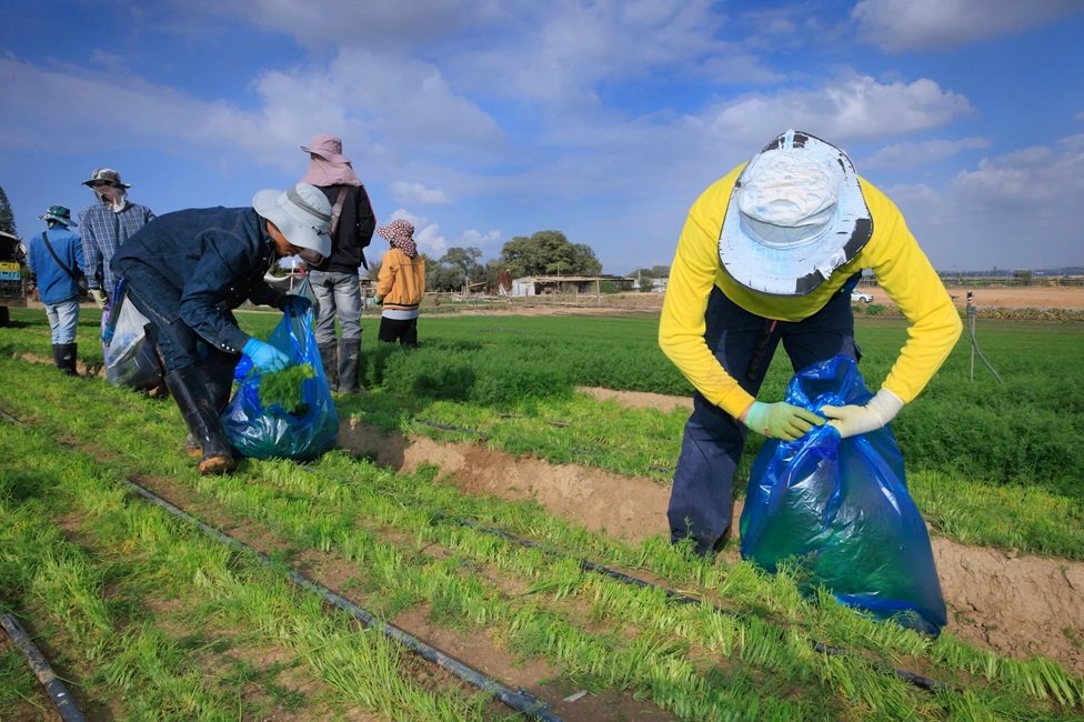 ඊශ්‍රායල් රැකියා ගැන තොරතුරු දැනගන්න නව වෙබ් ද්වාරයක්