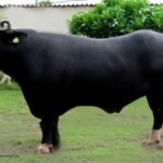 උසස් තත්ත්වයේ කිරි ගවයින් සහ ශුක්‍රාණු ආනයනය කිරීමට කැබිනට් අනුමැතිය