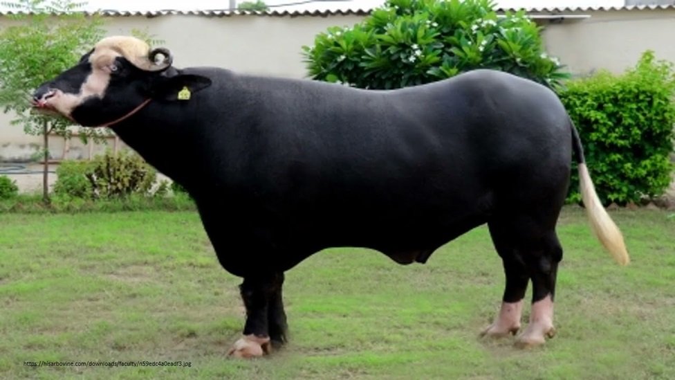 උසස් තත්ත්වයේ කිරි ගවයින් සහ ශුක්‍රාණු ආනයනය කිරීමට කැබිනට් අනුමැතිය