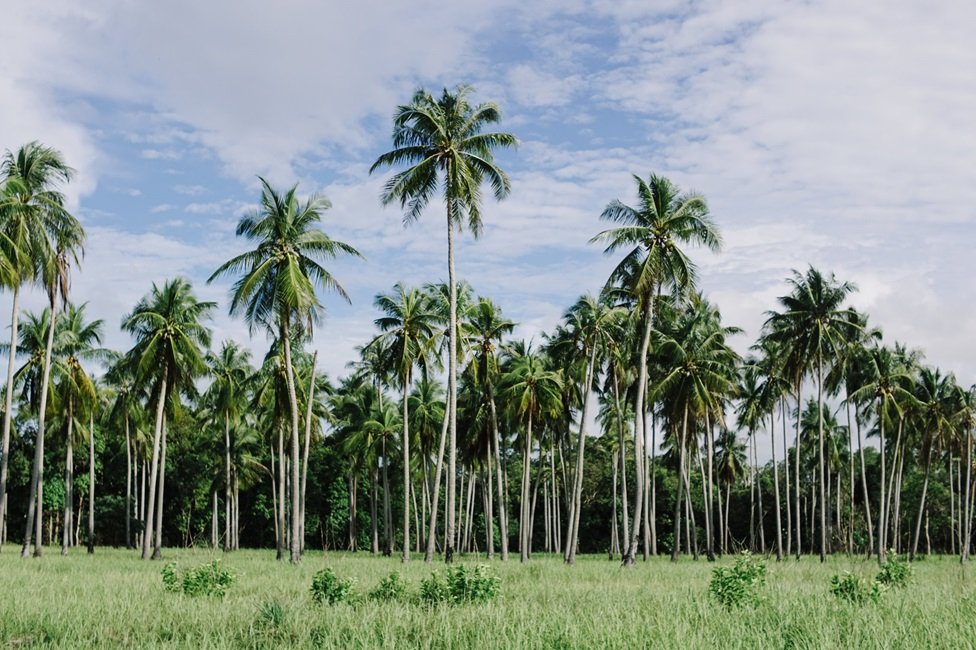 අගමැතිනිය පොල් හිඟයට ‘සැබෑ හේතුව’ හෙළි කරයි