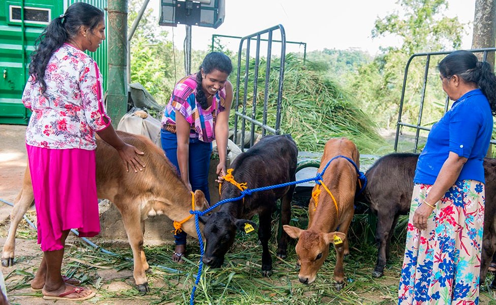 SMEs Guide SL: SMEs කිරි ගොවිතැනේ සාර්ථකත්වය ඉහළ නැංවීම: ශ්‍රී ලාංකික කිරි ගොවීන් සඳහා විශේෂඥ මාර්ගෝපදේශ