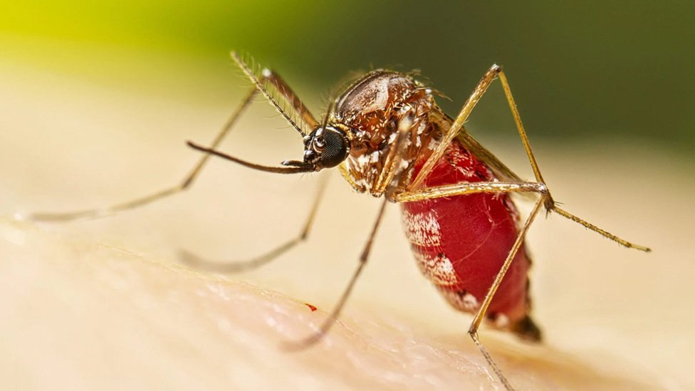 චිකුන්ගුන්යා රෝගීන්ගේ වැඩිවීමක් – සෞඛ්‍ය නිලධාරීන් අනතුරු අඟවයි